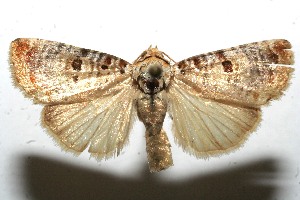  ( - 10-SRNP-110671)  @14 [ ] CreativeCommons - Attribution Non-Commercial Share-Alike (2010) Daniel H. Janzen Guanacaste Dry Forest Conservation Fund