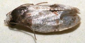  ( - 10-SRNP-110827)  @12 [ ] CreativeCommons - Attribution Non-Commercial Share-Alike (2010) Daniel H. Janzen Guanacaste Dry Forest Conservation Fund