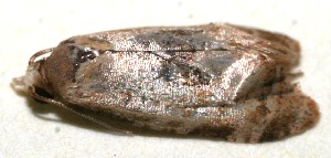  ( - 10-SRNP-110863)  @12 [ ] CreativeCommons - Attribution Non-Commercial Share-Alike (2010) Daniel H. Janzen Guanacaste Dry Forest Conservation Fund