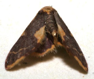  ( - 10-SRNP-110897)  @12 [ ] CreativeCommons - Attribution Non-Commercial Share-Alike (2010) Daniel H. Janzen Guanacaste Dry Forest Conservation Fund