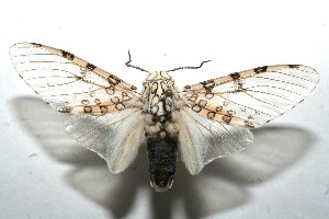  ( - 10-SRNP-110917)  @14 [ ] CreativeCommons - Attribution Non-Commercial Share-Alike (2010) Daniel H. Janzen Guanacaste Dry Forest Conservation Fund