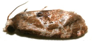  ( - 10-SRNP-111192)  @12 [ ] CreativeCommons - Attribution Non-Commercial Share-Alike (2010) Daniel H. Janzen Guanacaste Dry Forest Conservation Fund