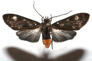  ( - 10-SRNP-111411)  @13 [ ] CreativeCommons - Attribution Non-Commercial Share-Alike (2010) Daniel H. Janzen Guanacaste Dry Forest Conservation Fund