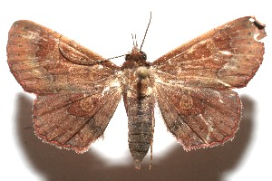  ( - 10-SRNP-111588)  @14 [ ] CreativeCommons - Attribution Non-Commercial Share-Alike (2010) Daniel H. Janzen Guanacaste Dry Forest Conservation Fund