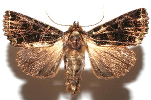  ( - 10-SRNP-111687)  @13 [ ] CreativeCommons - Attribution Non-Commercial Share-Alike (2010) Daniel H. Janzen Guanacaste Dry Forest Conservation Fund