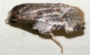  ( - 10-SRNP-111866)  @12 [ ] CreativeCommons - Attribution Non-Commercial Share-Alike (2010) Daniel H. Janzen Guanacaste Dry Forest Conservation Fund