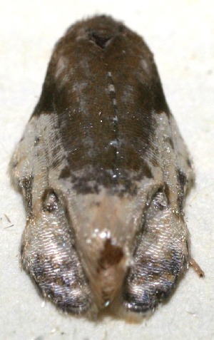  ( - 10-SRNP-111884)  @12 [ ] CreativeCommons - Attribution Non-Commercial Share-Alike (2010) Daniel H. Janzen Guanacaste Dry Forest Conservation Fund