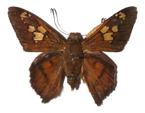  ( - 17-SRNP-20923)  @14 [ ] CreativeCommons  Attribution Non-Commercial Share-Alike (2019) Daniel H. Janzen Guanacaste Dry Forest Conservation Fund