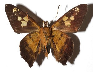  ( - 17-SRNP-20923)  @14 [ ] CreativeCommons  Attribution Non-Commercial Share-Alike (2019) Daniel H. Janzen Guanacaste Dry Forest Conservation Fund