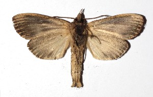  ( - 17-SRNP-32184)  @13 [ ] CreativeCommons  Attribution Non-Commercial Share-Alike (2019) Daniel H. Janzen Guanacaste Dry Forest Conservation Fund