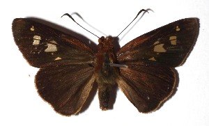  ( - 17-SRNP-71869)  @13 [ ] CreativeCommons  Attribution Non-Commercial Share-Alike (2019) Daniel H. Janzen Guanacaste Dry Forest Conservation Fund