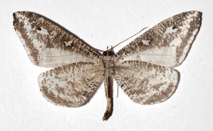  ( - 17-SRNP-72685)  @14 [ ] CreativeCommons  Attribution Non-Commercial Share-Alike (2019) Daniel H. Janzen Guanacaste Dry Forest Conservation Fund