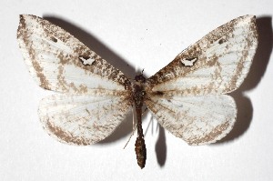  ( - 17-SRNP-72688)  @14 [ ] CreativeCommons  Attribution Non-Commercial Share-Alike (2019) Daniel H. Janzen Guanacaste Dry Forest Conservation Fund