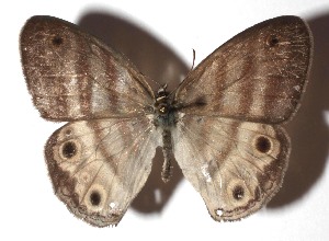  (Euptychia westwoodiDHJ01 - 17-SRNP-72700)  @14 [ ] CreativeCommons  Attribution Non-Commercial Share-Alike (2019) Daniel H. Janzen Guanacaste Dry Forest Conservation Fund