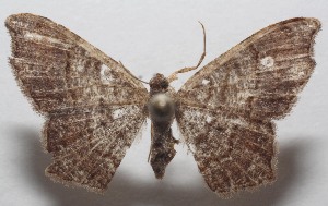  ( - 18-SRNP-100410)  @13 [ ] CreativeCommons  Attribution Non-Commercial Share-Alike (2019) Daniel H. Janzen Guanacaste Dry Forest Conservation Fund