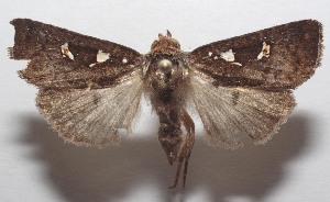  ( - 18-SRNP-102060)  @11 [ ] CreativeCommons  Attribution Non-Commercial Share-Alike (2019) Daniel H. Janzen Guanacaste Dry Forest Conservation Fund