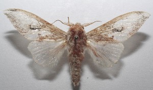  ( - 18-SRNP-102514)  @13 [ ] CreativeCommons  Attribution Non-Commercial Share-Alike (2019) Daniel H. Janzen Guanacaste Dry Forest Conservation Fund