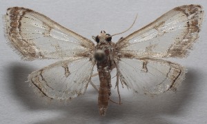  ( - 18-SRNP-103171)  @11 [ ] CreativeCommons  Attribution Non-Commercial Share-Alike (2019) Daniel H. Janzen Guanacaste Dry Forest Conservation Fund