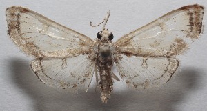  ( - 18-SRNP-103172)  @11 [ ] CreativeCommons  Attribution Non-Commercial Share-Alike (2019) Daniel H. Janzen Guanacaste Dry Forest Conservation Fund