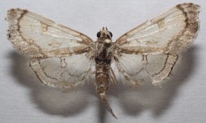  ( - 18-SRNP-103174)  @11 [ ] CreativeCommons  Attribution Non-Commercial Share-Alike (2019) Daniel H. Janzen Guanacaste Dry Forest Conservation Fund