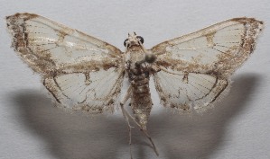  ( - 18-SRNP-103175)  @11 [ ] CreativeCommons  Attribution Non-Commercial Share-Alike (2019) Daniel H. Janzen Guanacaste Dry Forest Conservation Fund