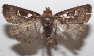  ( - 18-SRNP-103324)  @11 [ ] CreativeCommons  Attribution Non-Commercial Share-Alike (2019) Daniel H. Janzen Guanacaste Dry Forest Conservation Fund