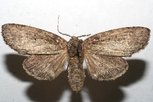  ( - 10-SRNP-112180)  @14 [ ] CreativeCommons - Attribution Non-Commercial Share-Alike (2010) Daniel H. Janzen Guanacaste Dry Forest Conservation Fund