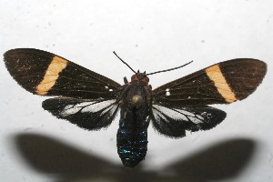  ( - 10-SRNP-112308)  @14 [ ] CreativeCommons - Attribution Non-Commercial Share-Alike (2010) Daniel H. Janzen Guanacaste Dry Forest Conservation Fund