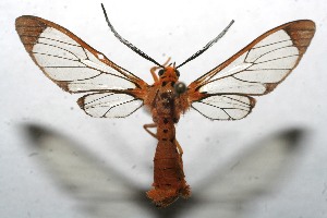  ( - 10-SRNP-112333)  @13 [ ] CreativeCommons - Attribution Non-Commercial Share-Alike (2010) Daniel H. Janzen Guanacaste Dry Forest Conservation Fund