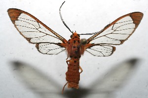  ( - 10-SRNP-112334)  @13 [ ] CreativeCommons - Attribution Non-Commercial Share-Alike (2010) Daniel H. Janzen Guanacaste Dry Forest Conservation Fund