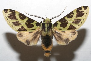  ( - 10-SRNP-112580)  @13 [ ] CreativeCommons - Attribution Non-Commercial Share-Alike (2010) Daniel H. Janzen Guanacaste Dry Forest Conservation Fund