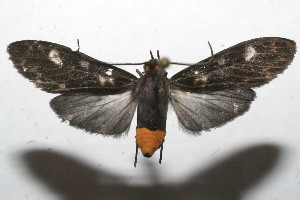  ( - 10-SRNP-112585)  @13 [ ] CreativeCommons - Attribution Non-Commercial Share-Alike (2010) Daniel H. Janzen Guanacaste Dry Forest Conservation Fund