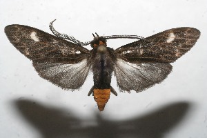  ( - 10-SRNP-112586)  @13 [ ] CreativeCommons - Attribution Non-Commercial Share-Alike (2010) Daniel H. Janzen Guanacaste Dry Forest Conservation Fund