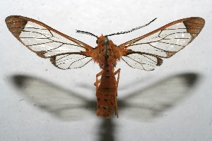  ( - 10-SRNP-112607)  @13 [ ] CreativeCommons - Attribution Non-Commercial Share-Alike (2010) Daniel H. Janzen Guanacaste Dry Forest Conservation Fund