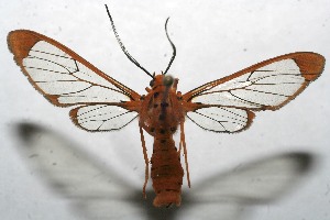  ( - 10-SRNP-112609)  @13 [ ] CreativeCommons - Attribution Non-Commercial Share-Alike (2010) Daniel H. Janzen Guanacaste Dry Forest Conservation Fund