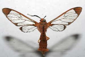  ( - 10-SRNP-112610)  @13 [ ] CreativeCommons - Attribution Non-Commercial Share-Alike (2010) Daniel H. Janzen Guanacaste Dry Forest Conservation Fund