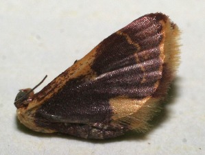  ( - 10-SRNP-112890)  @12 [ ] CreativeCommons - Attribution Non-Commercial Share-Alike (2010) Daniel H. Janzen Guanacaste Dry Forest Conservation Fund