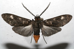  ( - 10-SRNP-112913)  @13 [ ] CreativeCommons - Attribution Non-Commercial Share-Alike (2010) Daniel H. Janzen Guanacaste Dry Forest Conservation Fund