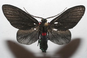  ( - 10-SRNP-113361)  @14 [ ] CreativeCommons - Attribution Non-Commercial Share-Alike (2010) Daniel H. Janzen Guanacaste Dry Forest Conservation Fund