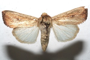  ( - 10-SRNP-113609)  @14 [ ] CreativeCommons - Attribution Non-Commercial Share-Alike (2010) Daniel H. Janzen Guanacaste Dry Forest Conservation Fund