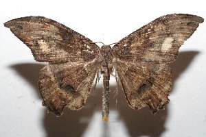  ( - 10-SRNP-114175)  @14 [ ] CreativeCommons - Attribution Non-Commercial Share-Alike (2010) Daniel H. Janzen Guanacaste Dry Forest Conservation Fund