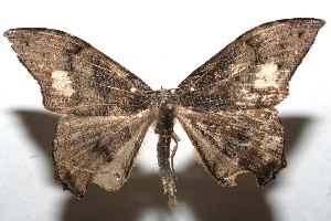  ( - 10-SRNP-114362)  @14 [ ] CreativeCommons - Attribution Non-Commercial Share-Alike (2010) Daniel H. Janzen Guanacaste Dry Forest Conservation Fund