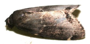  ( - 10-SRNP-114830)  @13 [ ] CreativeCommons - Attribution Non-Commercial Share-Alike (2010) Daniel H. Janzen Guanacaste Dry Forest Conservation Fund