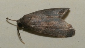  ( - 10-SRNP-114983)  @13 [ ] CreativeCommons - Attribution Non-Commercial Share-Alike (2010) Daniel H. Janzen Guanacaste Dry Forest Conservation Fund