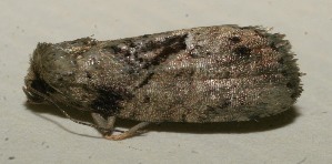  ( - 10-SRNP-115013)  @12 [ ] CreativeCommons - Attribution Non-Commercial Share-Alike (2010) Daniel H. Janzen Guanacaste Dry Forest Conservation Fund