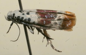  ( - 10-SRNP-115643)  @12 [ ] CreativeCommons - Attribution Non-Commercial Share-Alike (2010) Daniel H. Janzen Guanacaste Dry Forest Conservation Fund