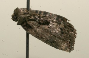  ( - 10-SRNP-115673)  @12 [ ] CreativeCommons - Attribution Non-Commercial Share-Alike (2010) Daniel H. Janzen Guanacaste Dry Forest Conservation Fund