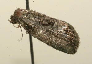  ( - 10-SRNP-115674)  @12 [ ] CreativeCommons - Attribution Non-Commercial Share-Alike (2010) Daniel H. Janzen Guanacaste Dry Forest Conservation Fund