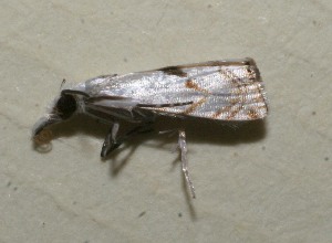  ( - 10-SRNP-115752)  @12 [ ] CreativeCommons - Attribution Non-Commercial Share-Alike (2010) Daniel H. Janzen Guanacaste Dry Forest Conservation Fund