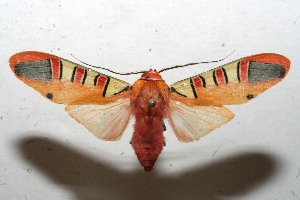  ( - 11-SRNP-100003)  @14 [ ] CreativeCommons - Attribution Non-Commercial Share-Alike (2010) Daniel H. Janzen Guanacaste Dry Forest Conservation Fund